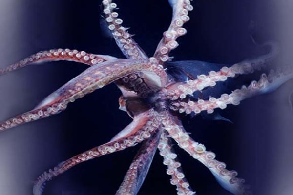 Ссылки зеркала на kraken
